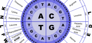 Code génétique